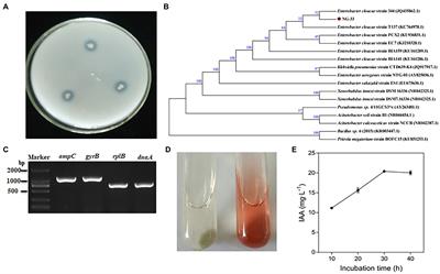 An Enterobacter cloacae strain NG-33 that can solubilize phosphate and promote maize growth
